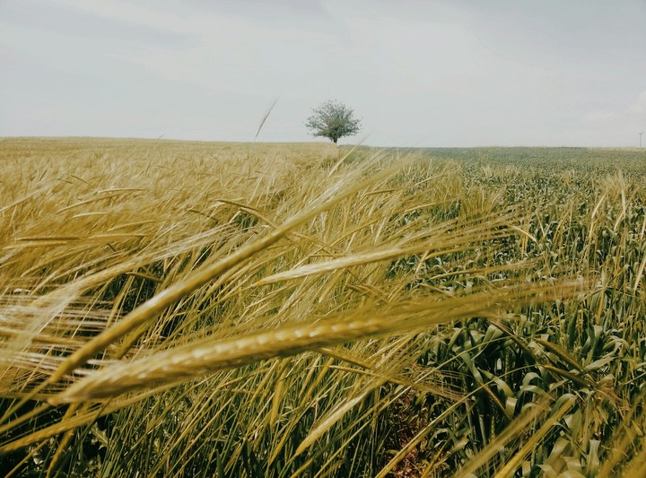 food grain
