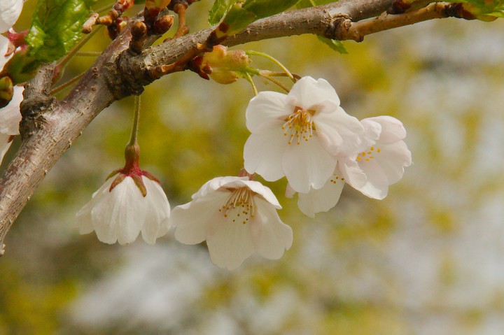 Cherry blossom