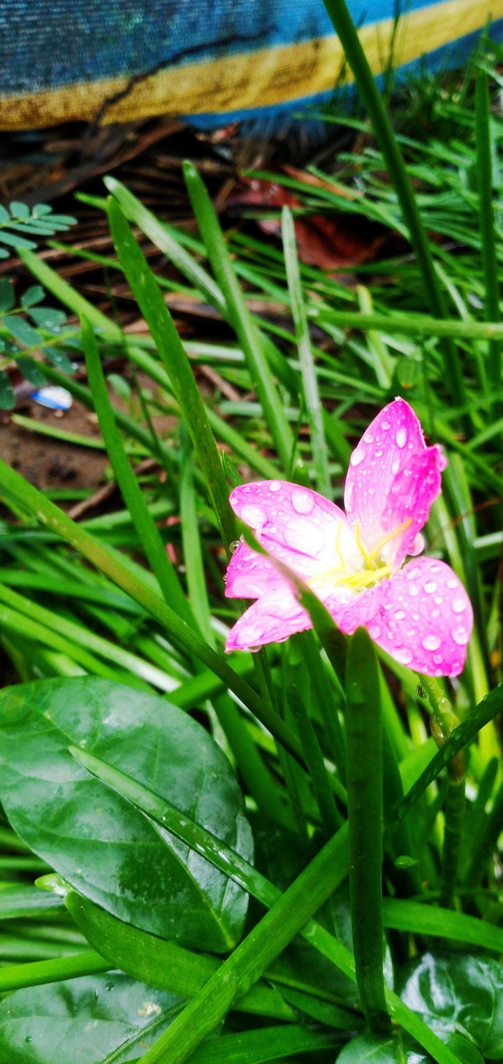 nature