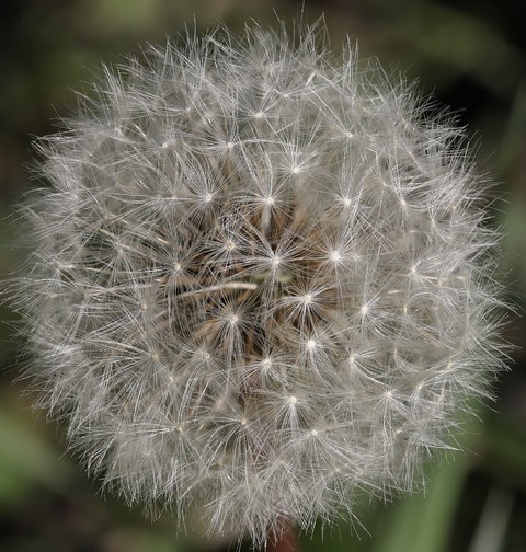 Pollen, 野花壁纸