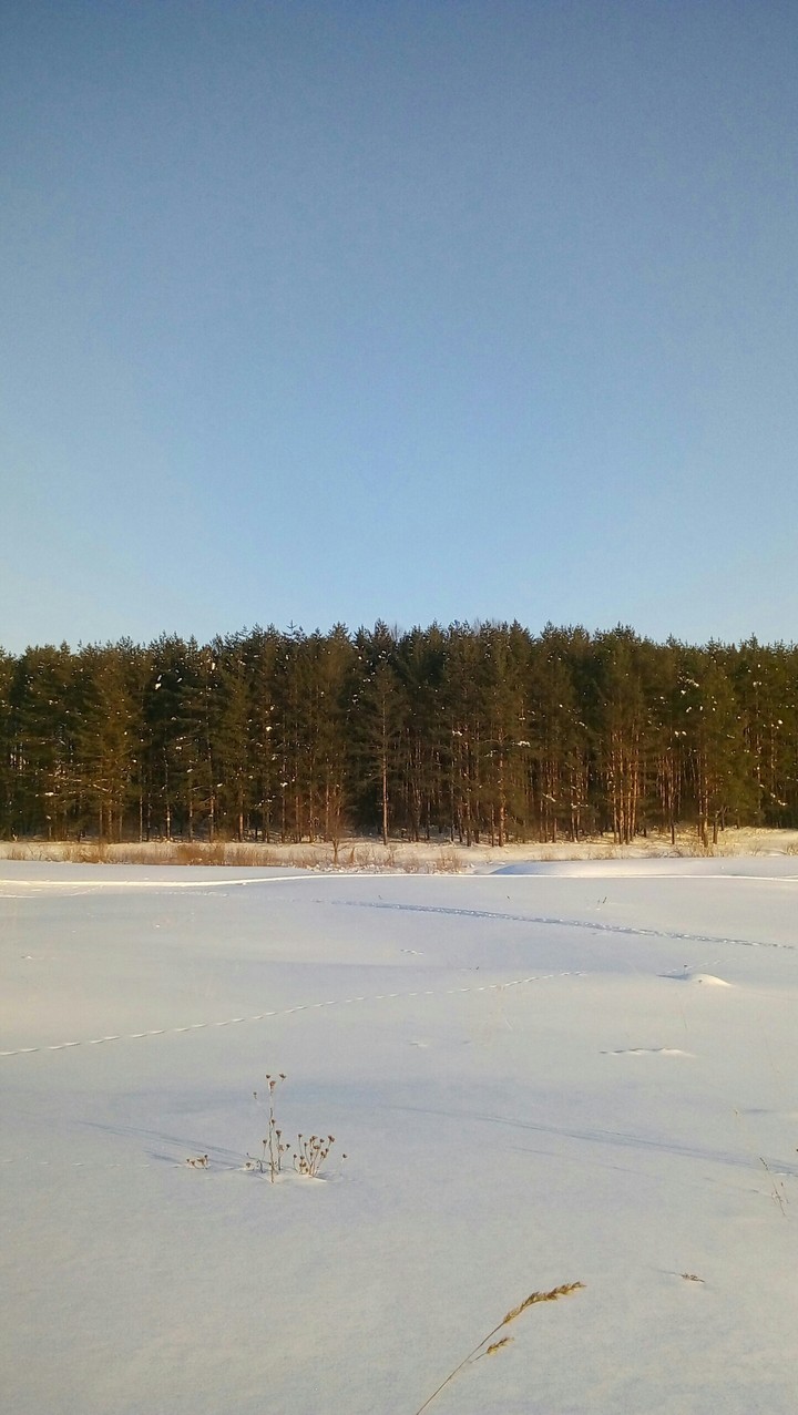 The forest