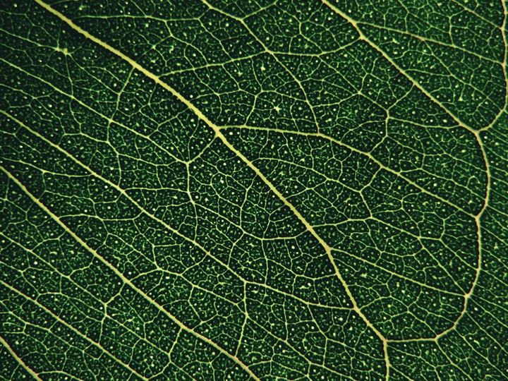 Leaf, old leaf