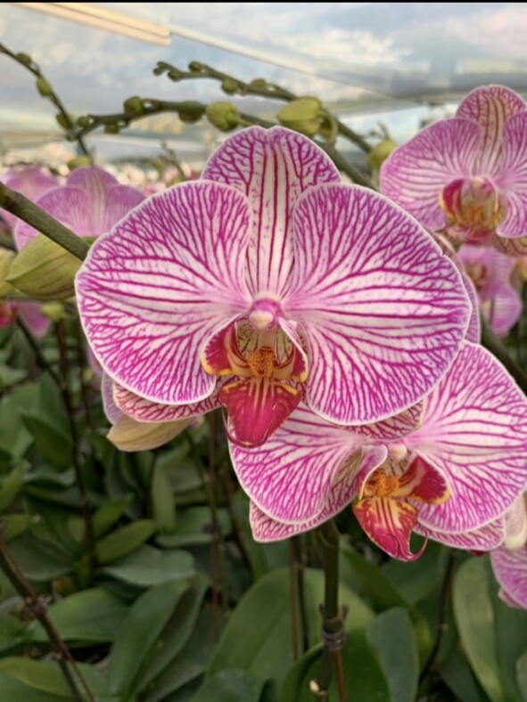 flowers