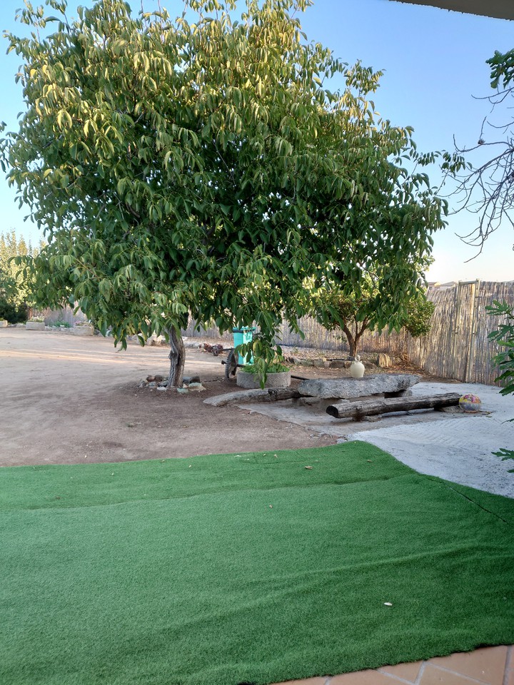 Día de Campo