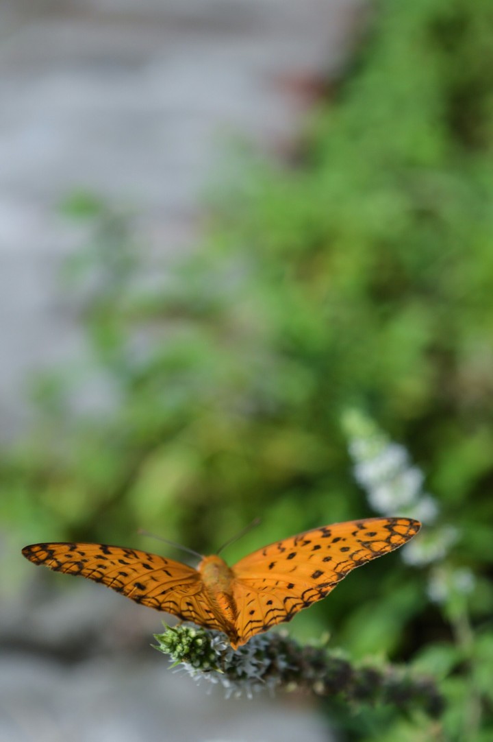 Butterfly