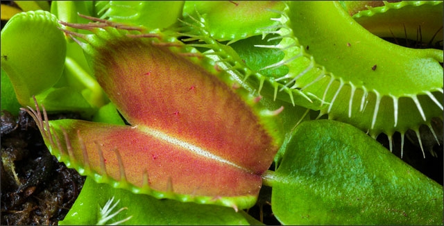 Venus-flytrap