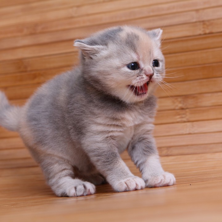 kitten