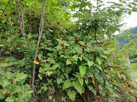 sfondi plant, groundcover