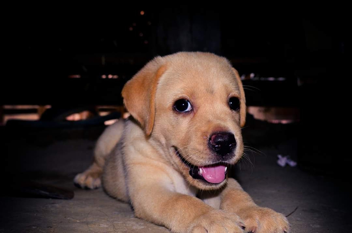 pup