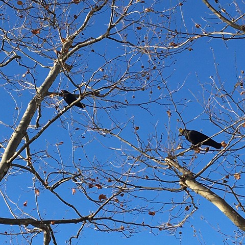 bird, deciduous wallpapers