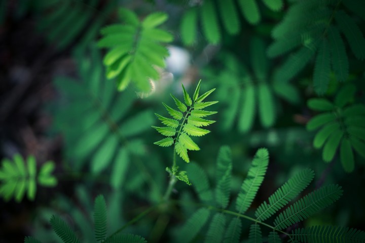 Green leaves