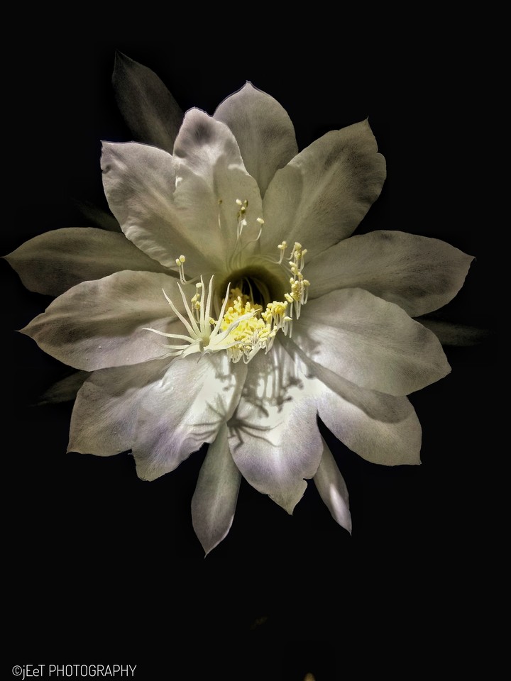 night lotus