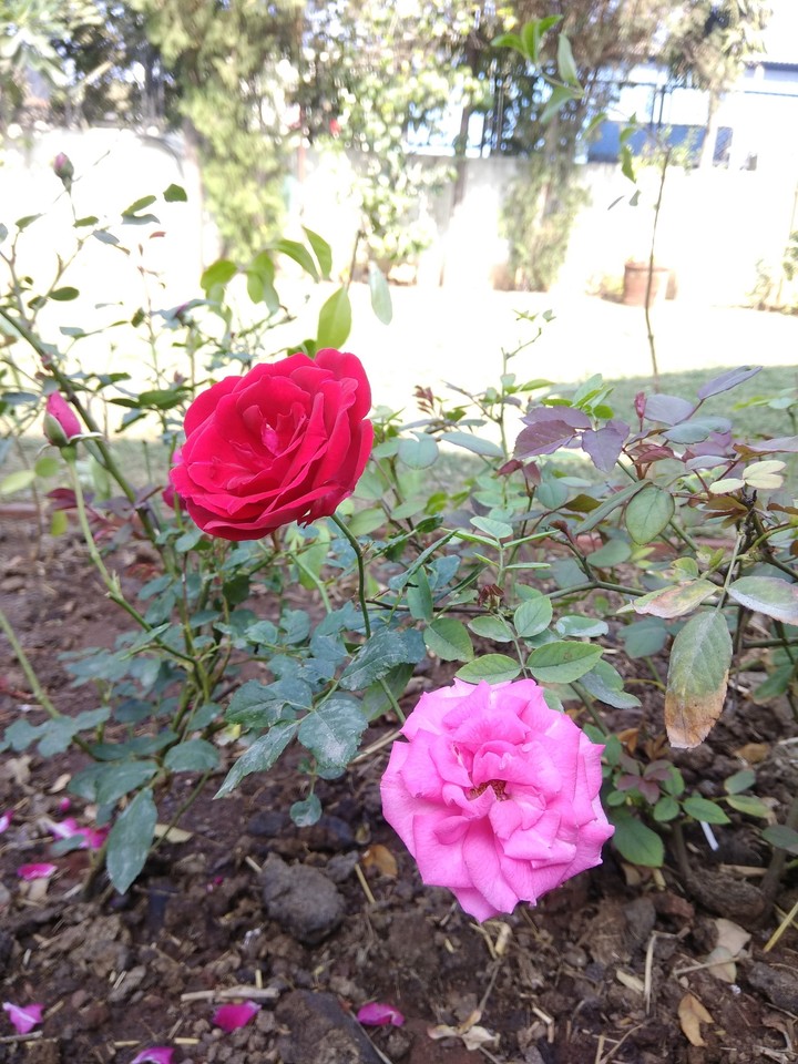rose