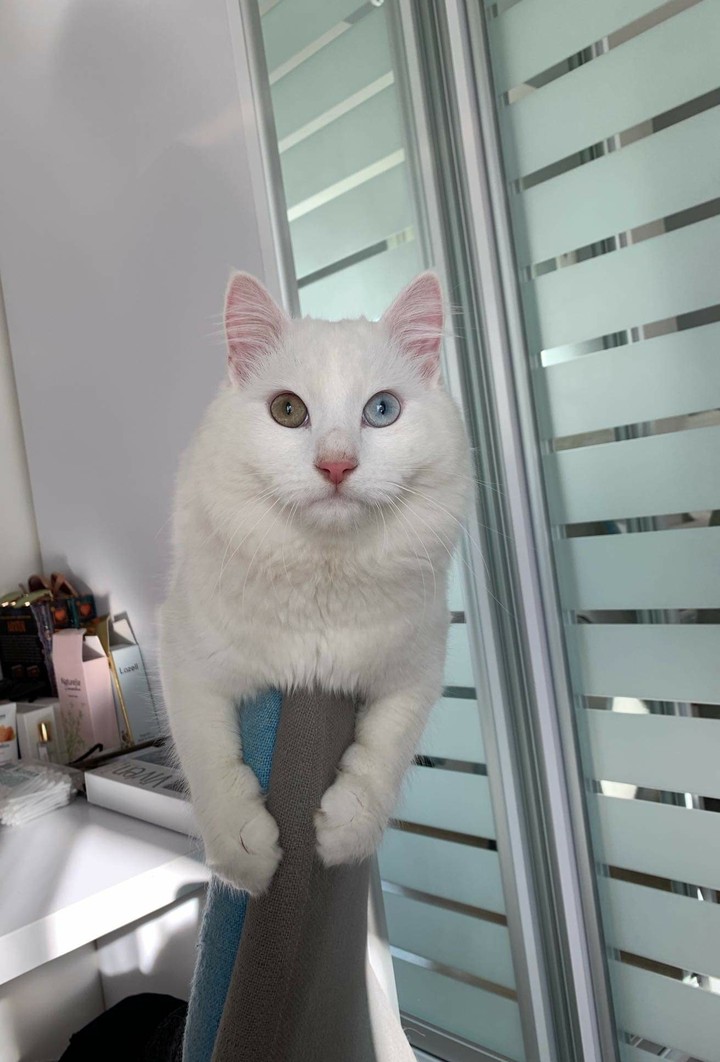curious albino kitty