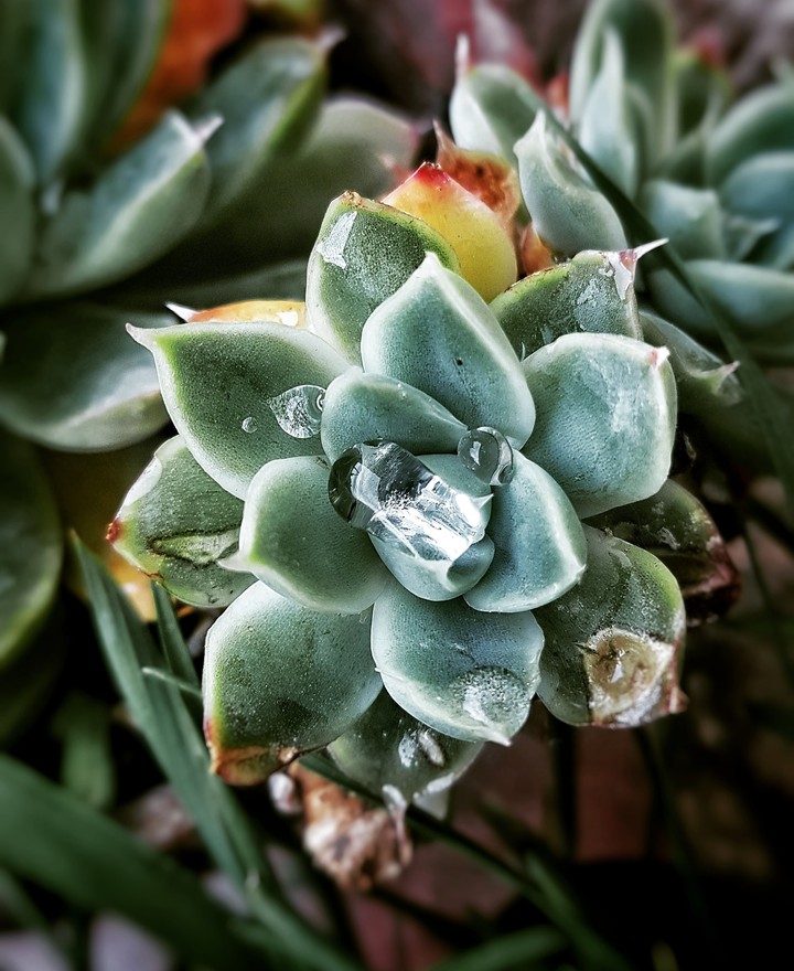 Succulent