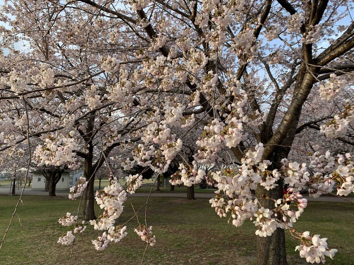 桜