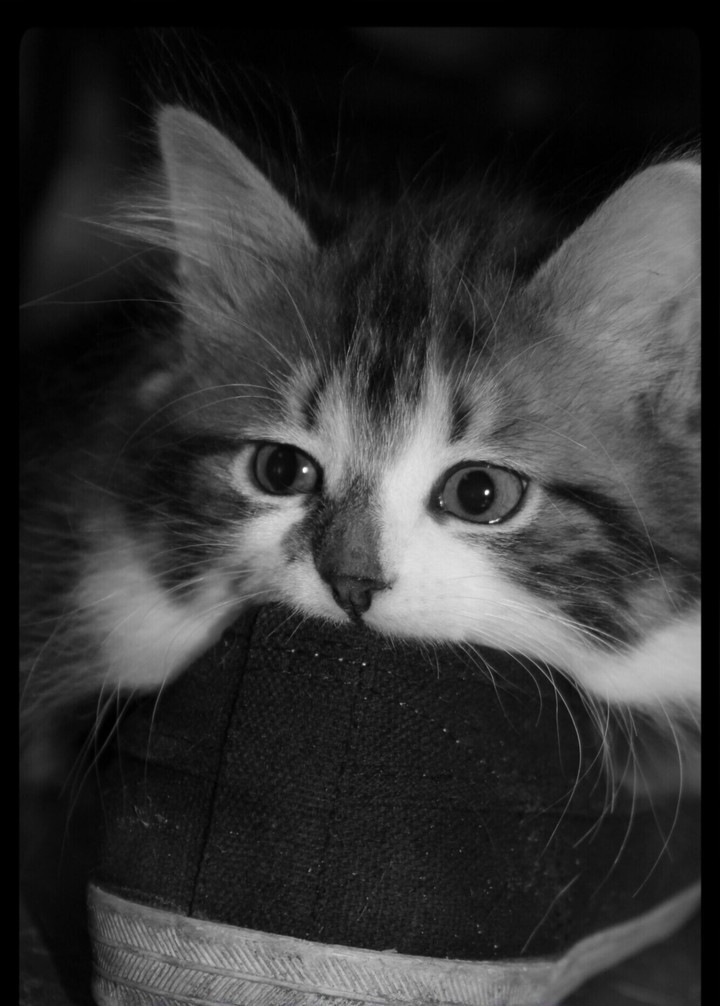 chaton
