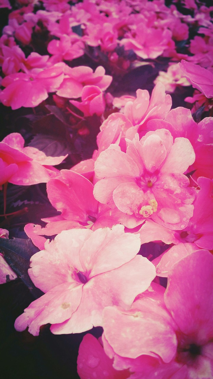 Pink Flowers