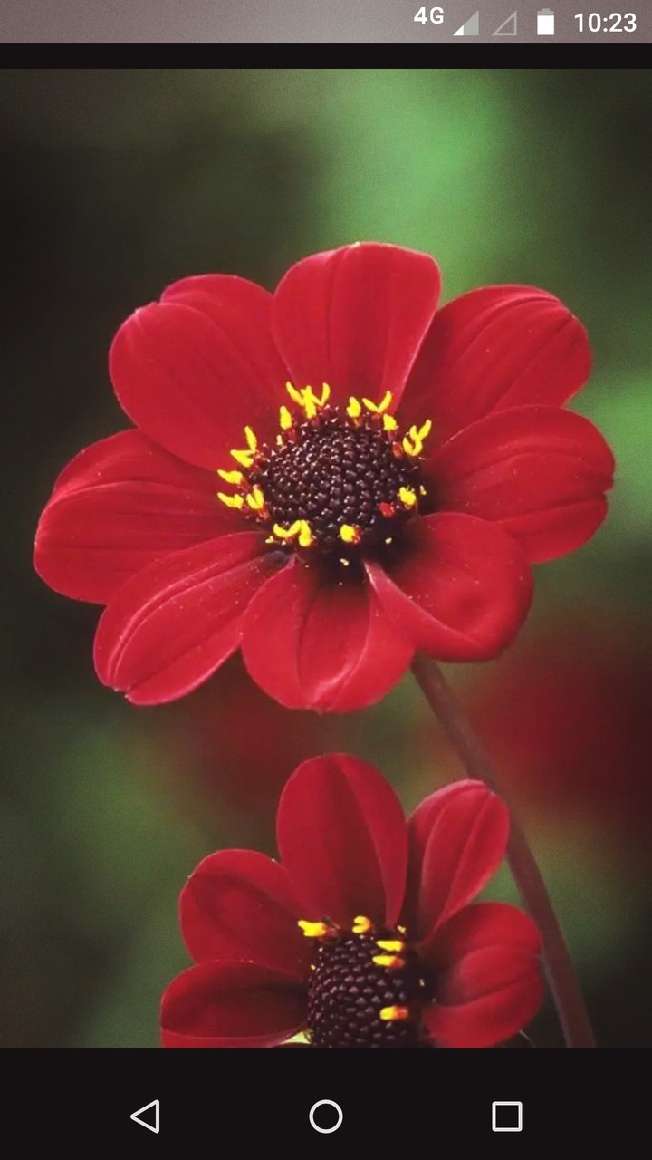 flowers