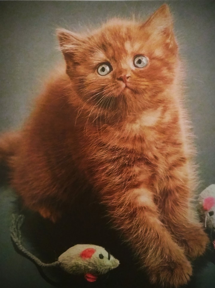 My little love 