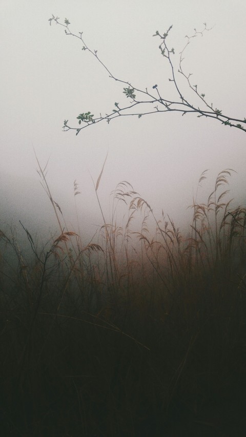 Fog