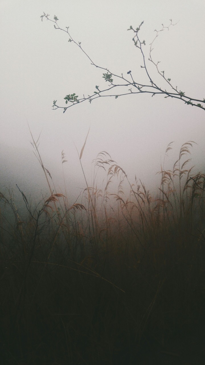 Fog