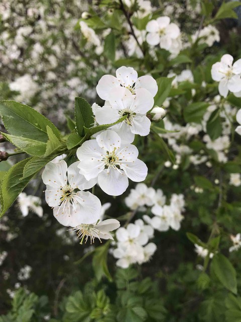 spring