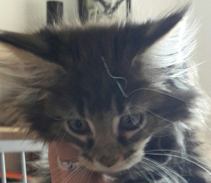Baby Luna
