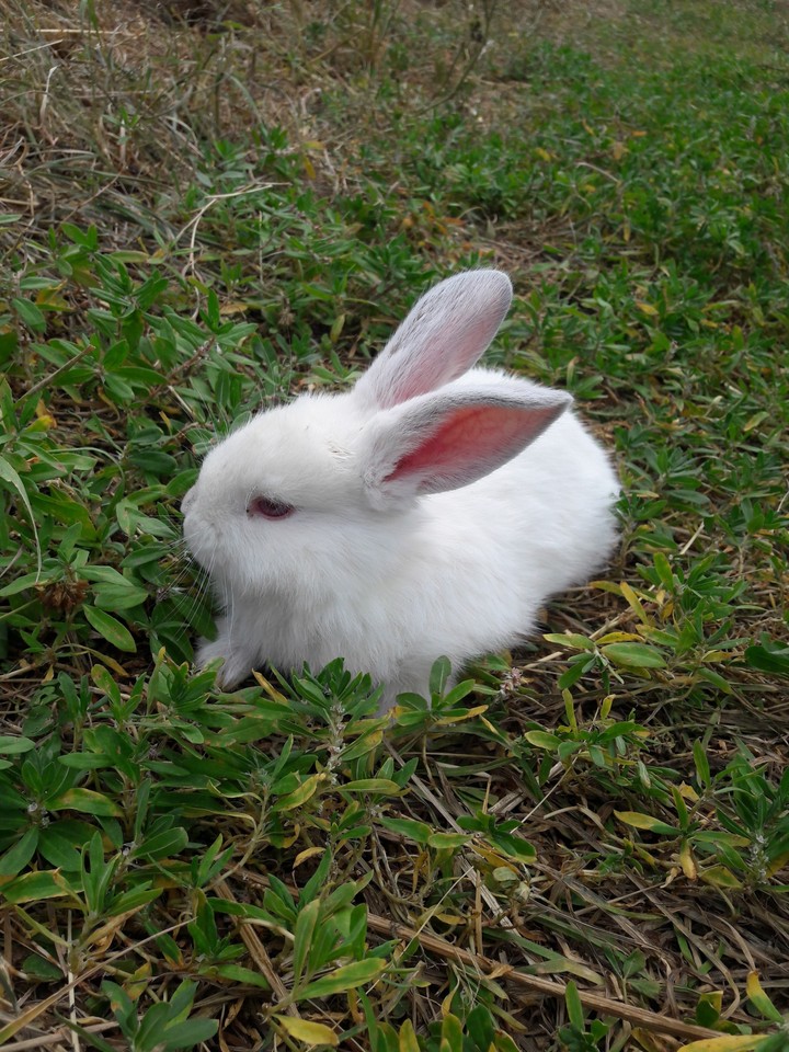 animal