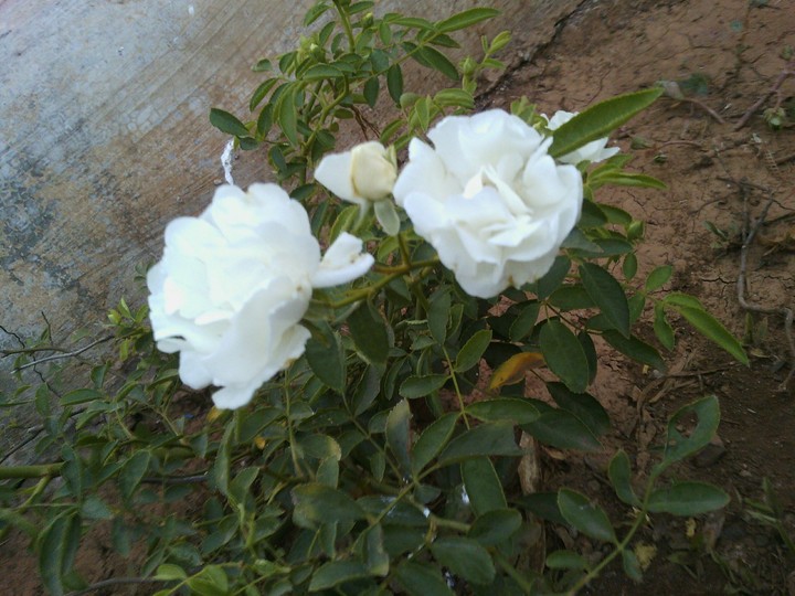 white rose