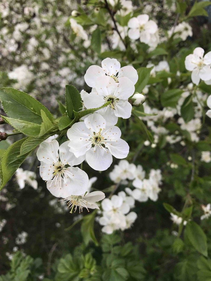 spring