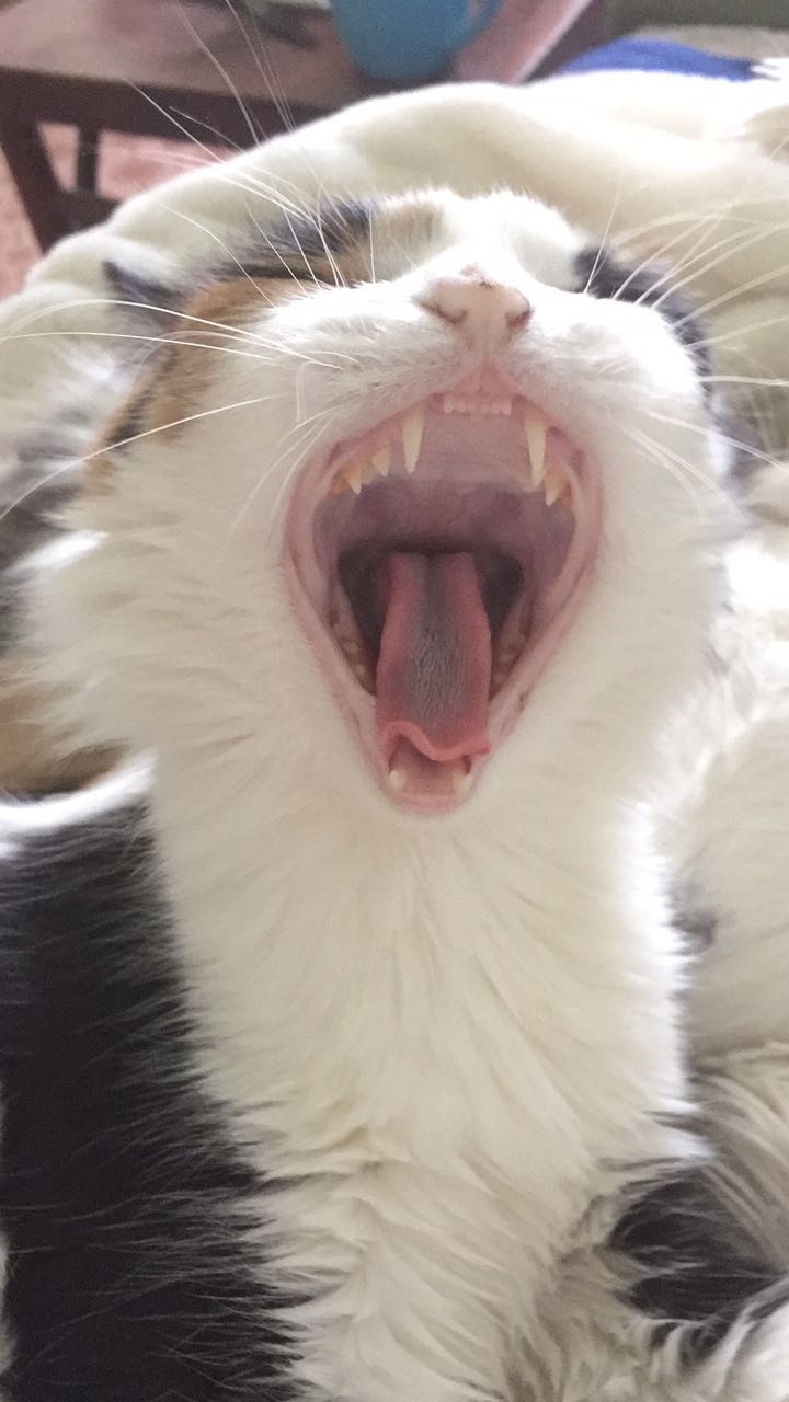 cat