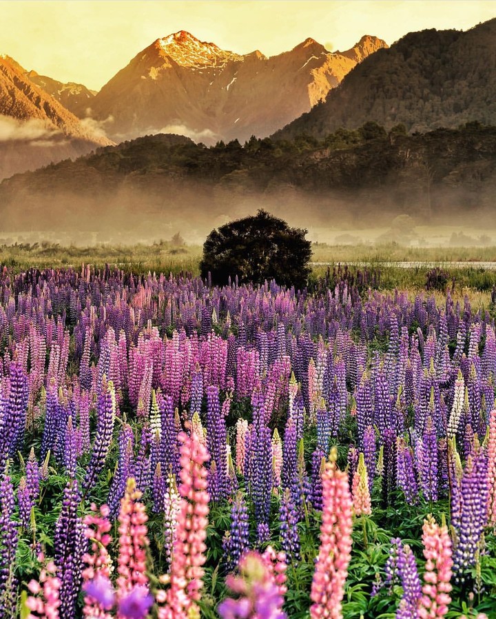 lupines