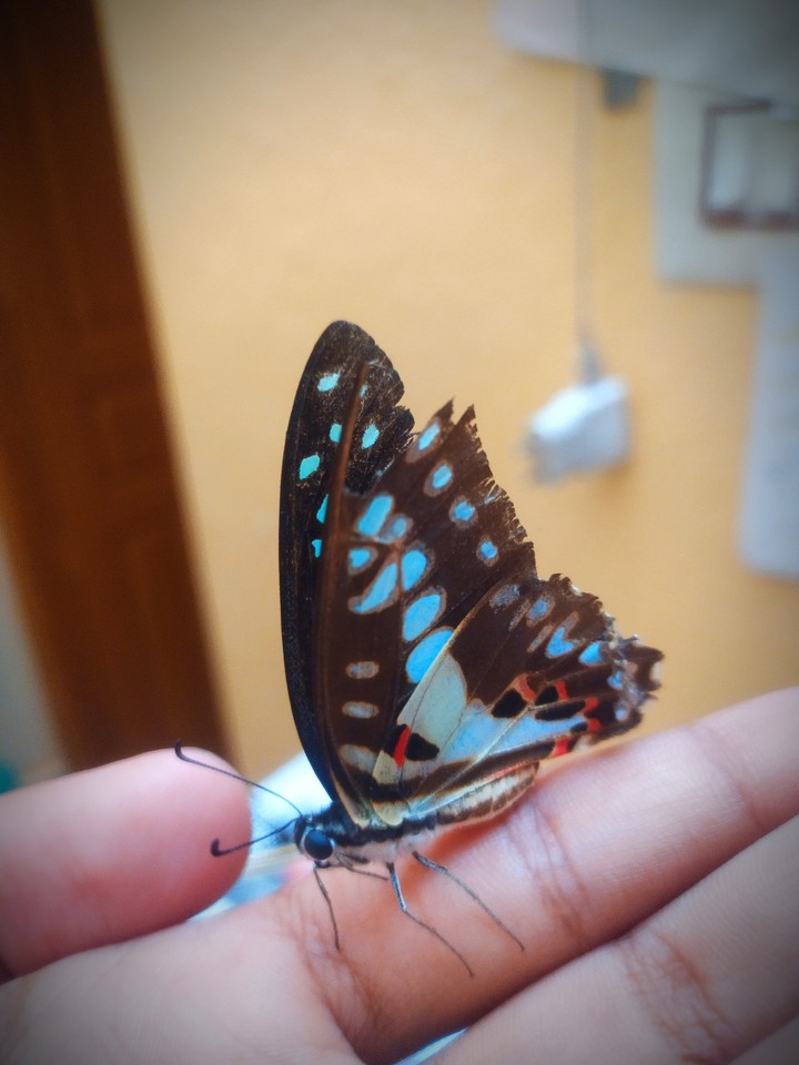 butterfly