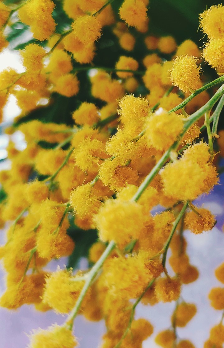 Mimosa