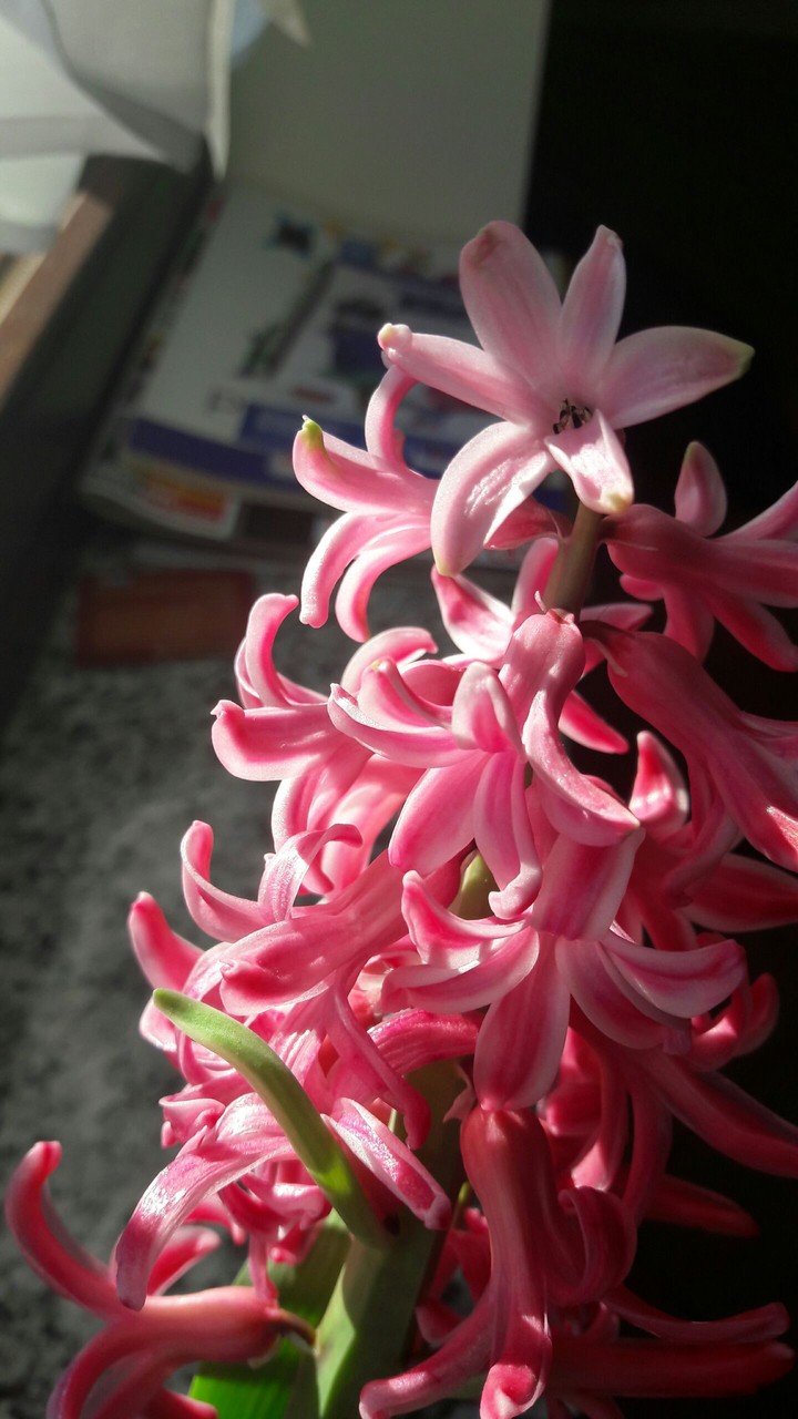 flower