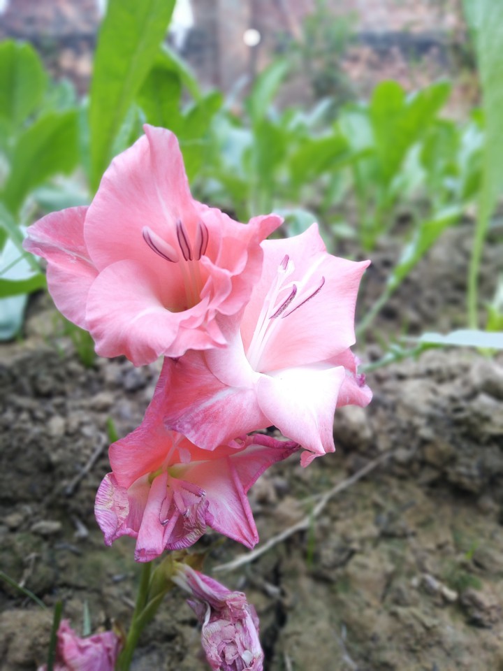 flower