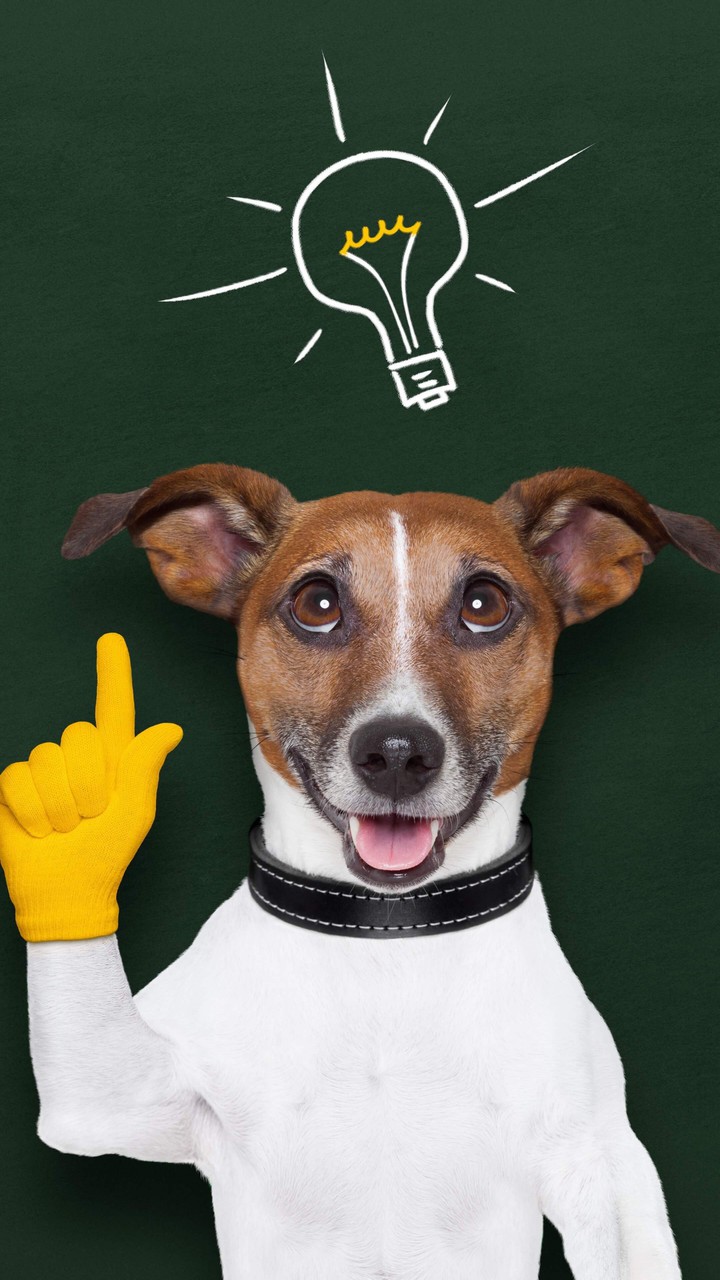 Dog's idea