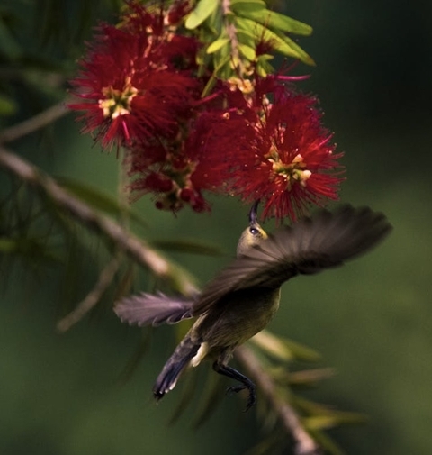 sfondi bird, petal
