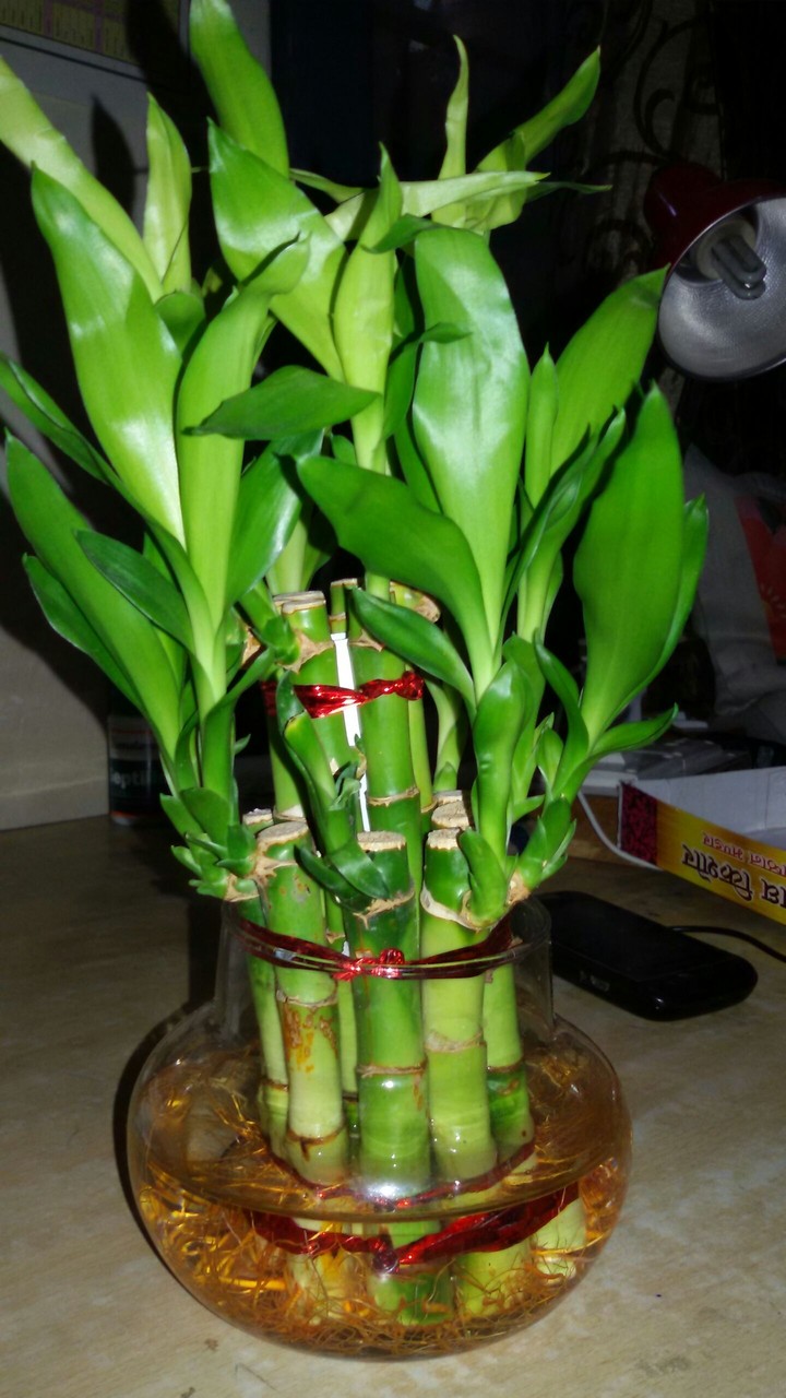 bamboo