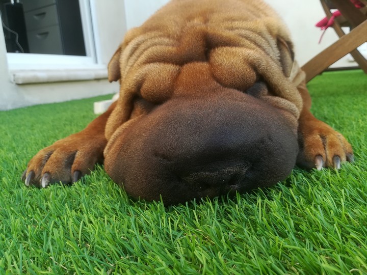 Shar pei