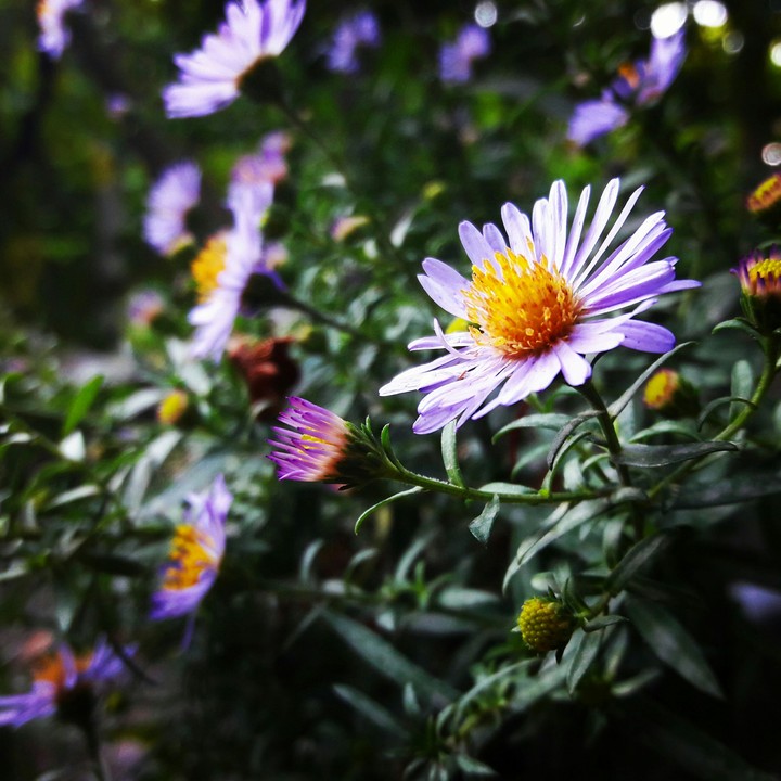little flowers