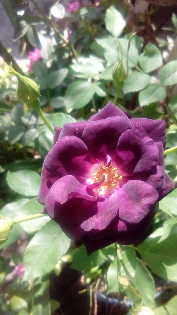 flor morada