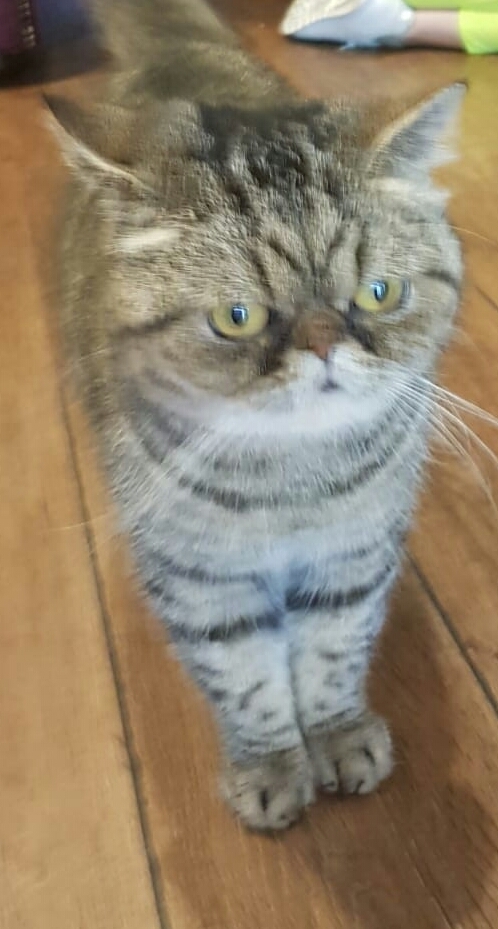 Grumpy Cat ^^