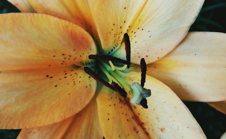 lily