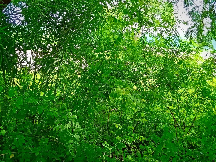 Trees