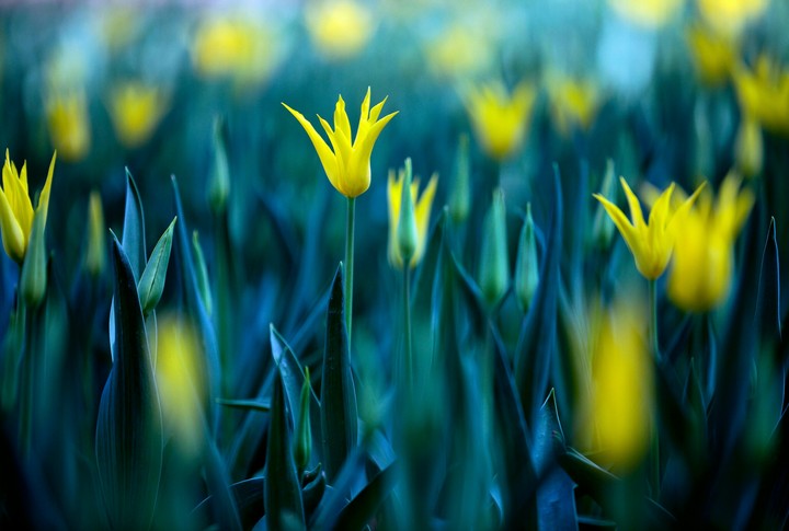 Yellow