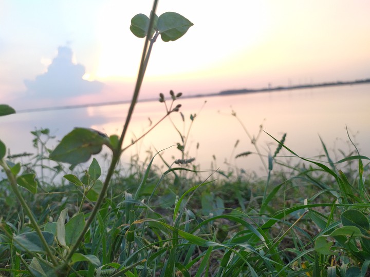 grass