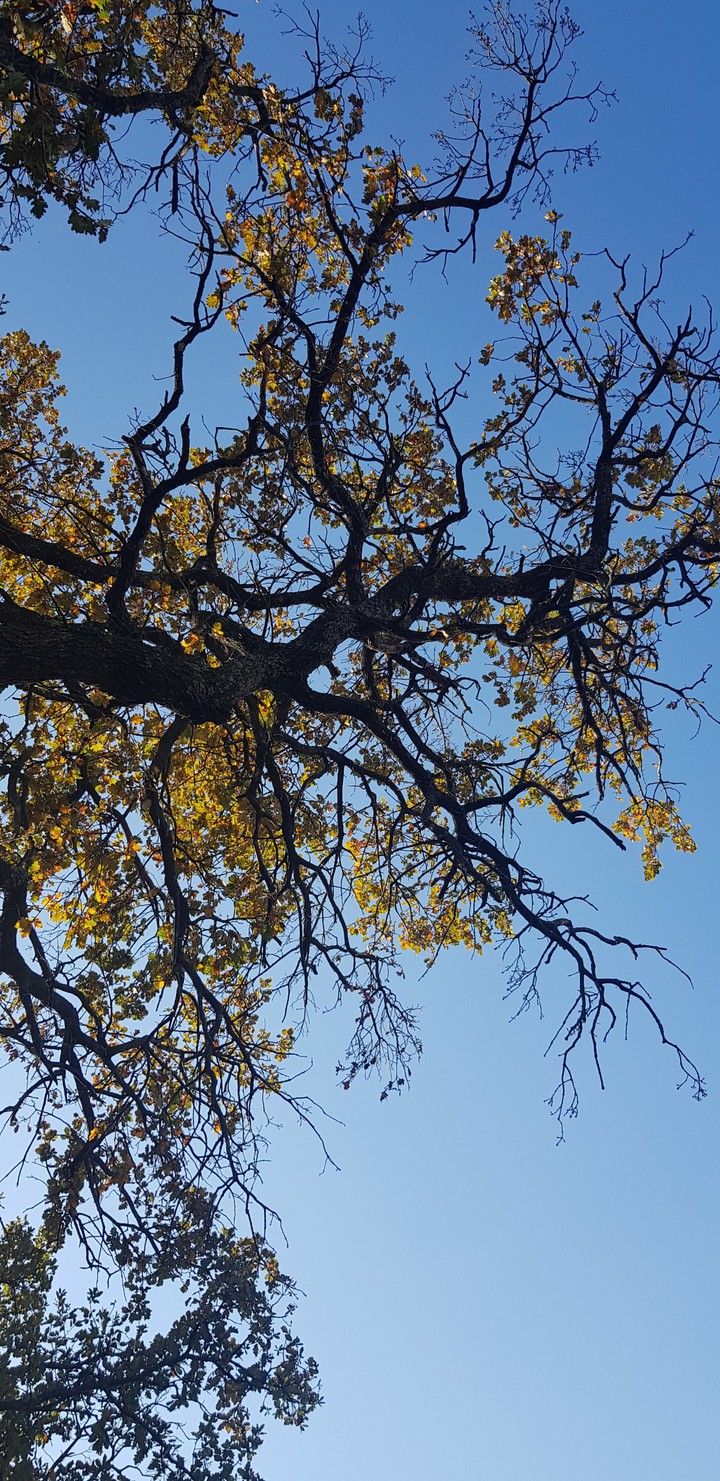 arbres