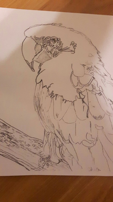 parrot
